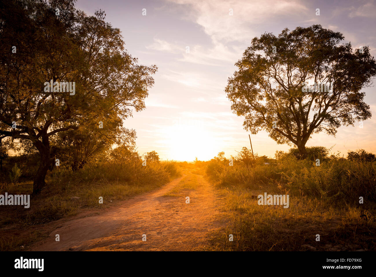 Coucher de chevrons sur une route en Afrique avec des arbres autour d'elle et l'herbe haute Banque D'Images