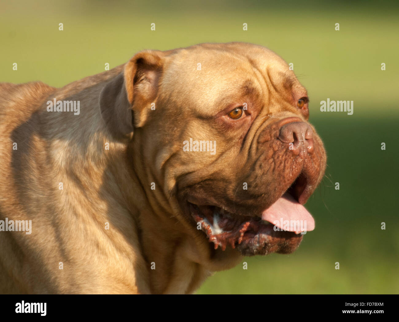Visage de chien de Mastiff français en tout c'est la gloire Banque D'Images