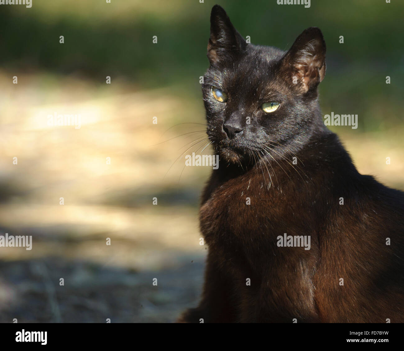 Chat de grange Grange Banque D'Images