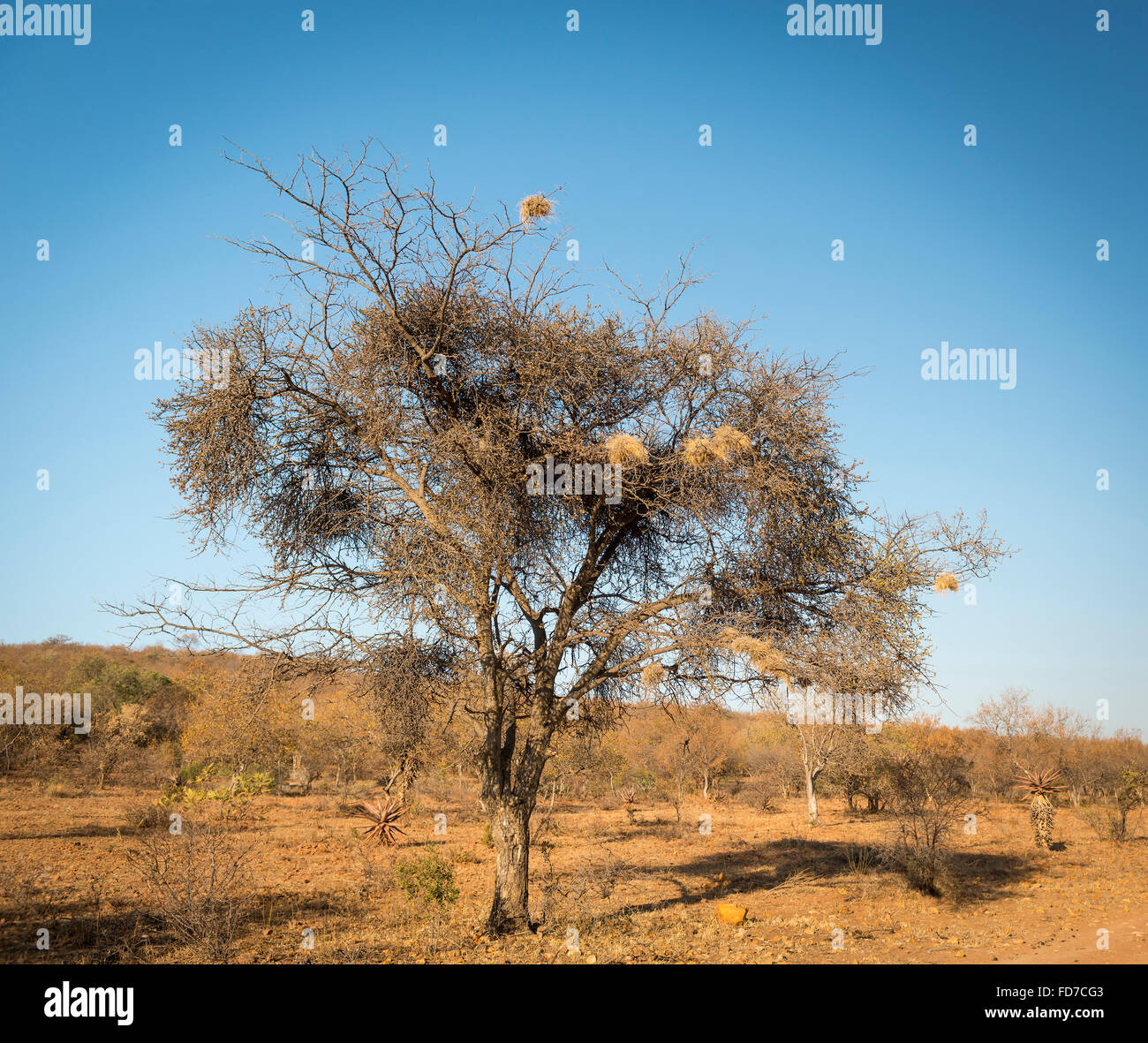 Weaver nids d'oiseau dans un vieil arbre sec au Botswana, l'Afrique Banque D'Images