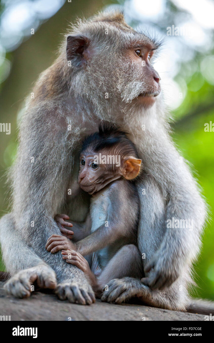 Macaque à longue queue (Macaca fascicularis), bébé singe avec une pierre ronde, l'ape famille avec bébés, bébé singe, mur de pierre, Ubud Banque D'Images