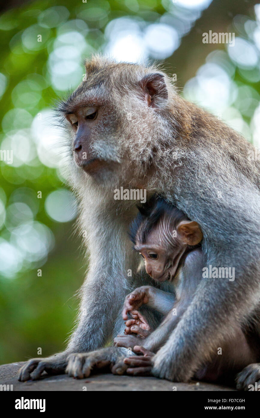 Macaque à longue queue (Macaca fascicularis), bébé singe avec une pierre ronde, l'ape famille avec bébés, bébé singe, mur de pierre, Ubud Banque D'Images