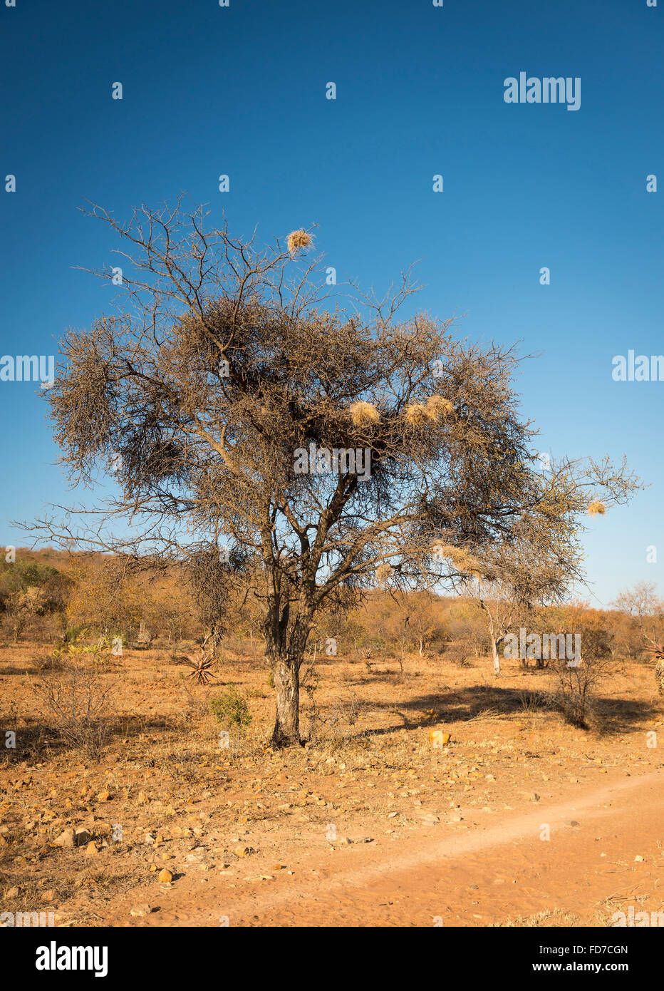 Weaver nids d'oiseau dans un vieil arbre sec au Botswana, l'Afrique Banque D'Images