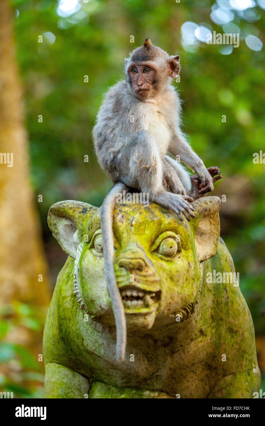 Macaque à longue queue (Macaca fascicularis) Singe assis sur une figure de pierre, tête en pierre, avec mousse verte couvrant, Monkey Forest Banque D'Images
