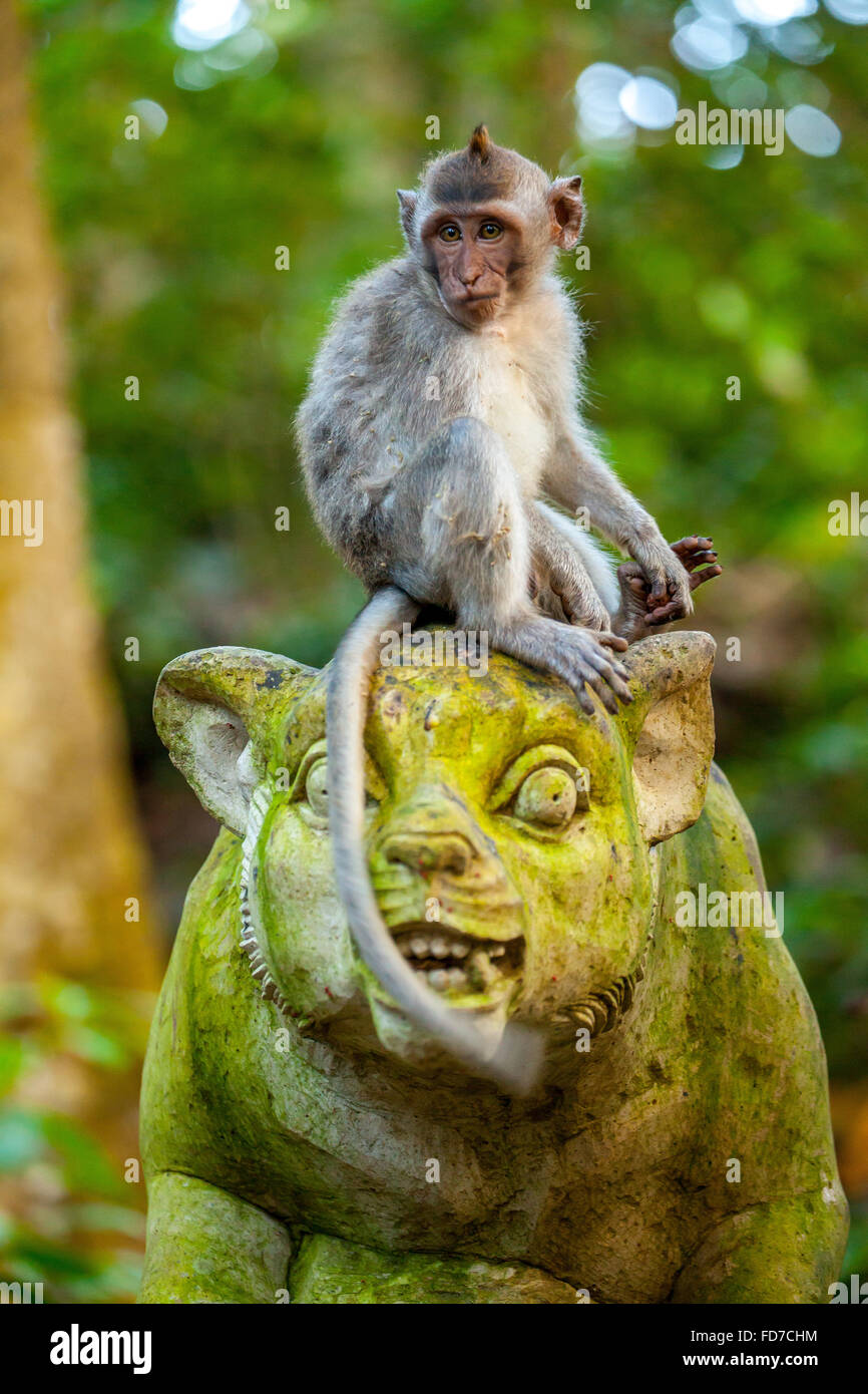 Macaque à longue queue (Macaca fascicularis) Singe assis sur une figure de pierre, tête en pierre, avec mousse verte couvrant, Monkey Forest Banque D'Images