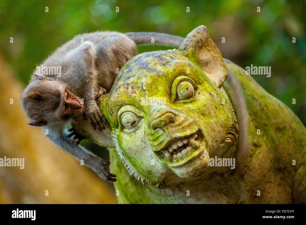 Macaque à longue queue (Macaca fascicularis) Singe assis sur une figure de pierre, tête en pierre, avec mousse verte couvrant, Monkey Forest Banque D'Images
