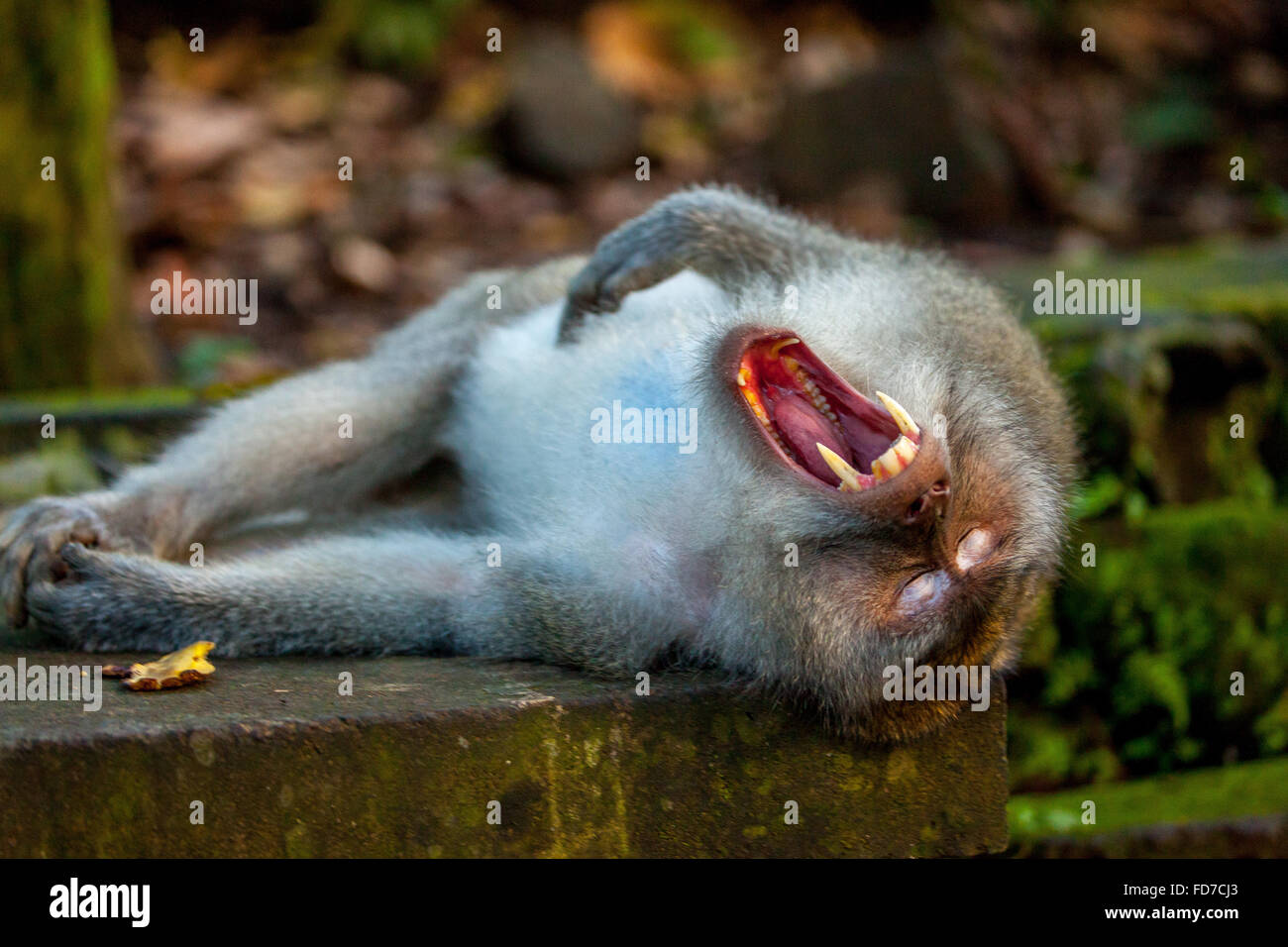 Macaque à longue queue (Macaca fascicularis), singe couché sur un mur de pierre, les bâillements singe avec dents, crocs, dangereux Banque D'Images