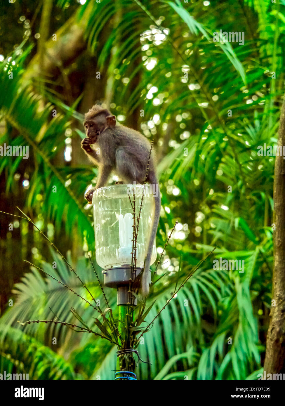 Macaque à longue queue (Macaca fascicularis), bébé singe assis sur une lanterne, forêt des singes d'Ubud, Sacred Monkey Forest Sanctuary, Banque D'Images