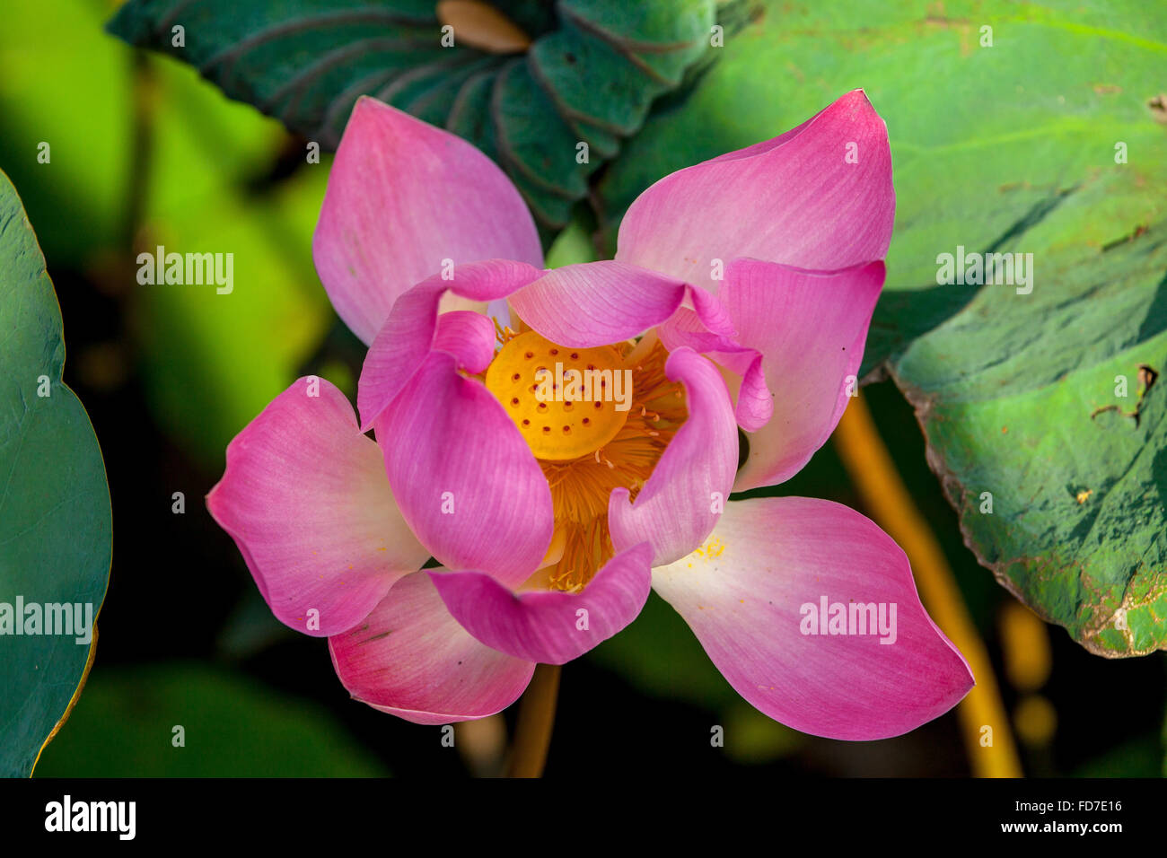 Fleur de Lotus, fleur de lotus (Nelumbo nucifera), Temple Pura Taman Saraswati, Ubud, Bali, Indonésie, Asie, Banque D'Images