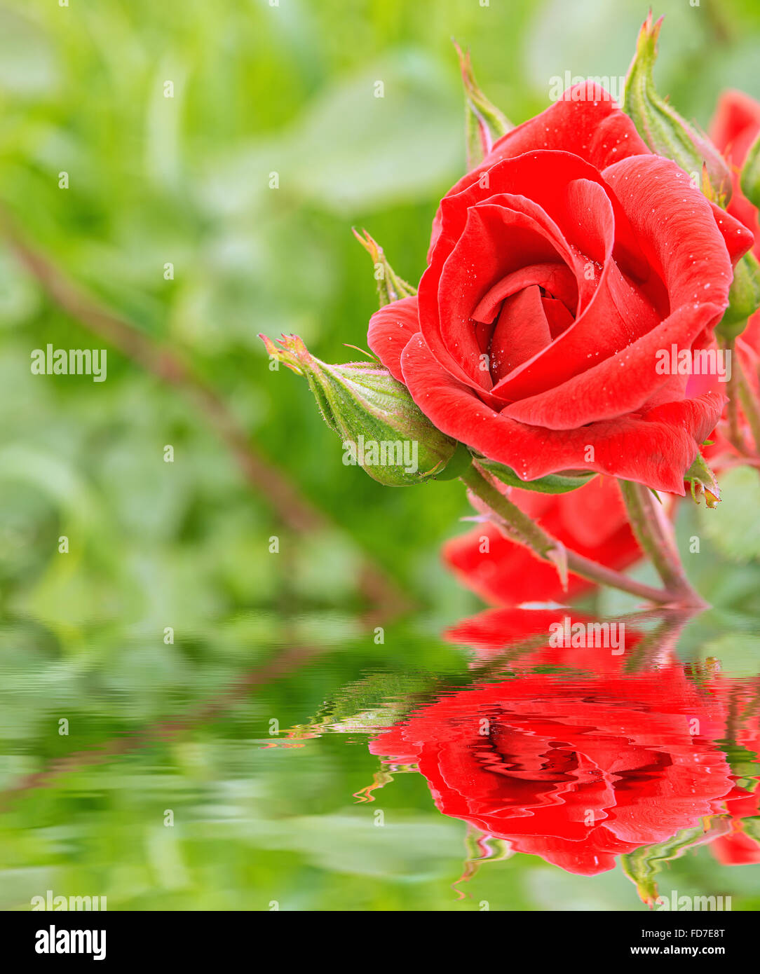 Ireflected rose rouge dans l'eau après la pluie. Banque D'Images