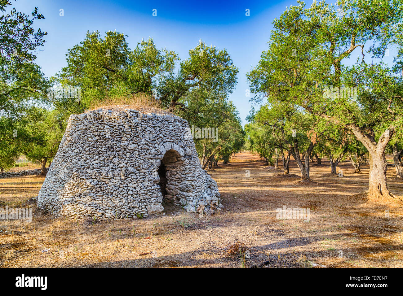 Cabane en pierre sèche avec Dome en bosquet d'oliviers dans le Salento dans les Pouilles en Italie Banque D'Images
