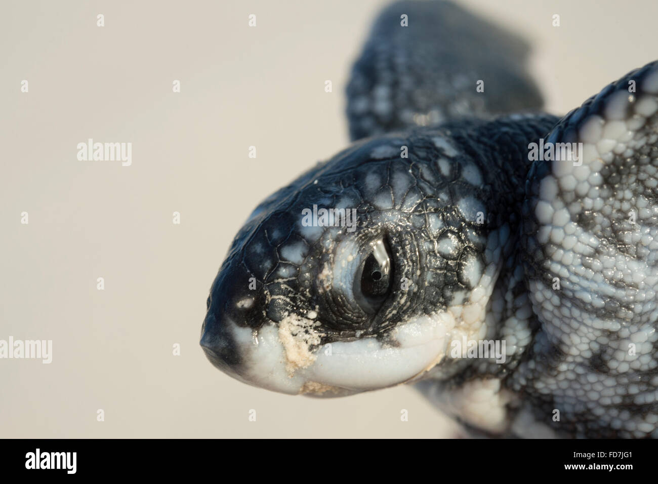 Tortue luth hatchling, montrant des oeufs ou de la dent temporaire sur la caroncule museau utilisé pour percer la coquille au moment de l'éclosion Banque D'Images