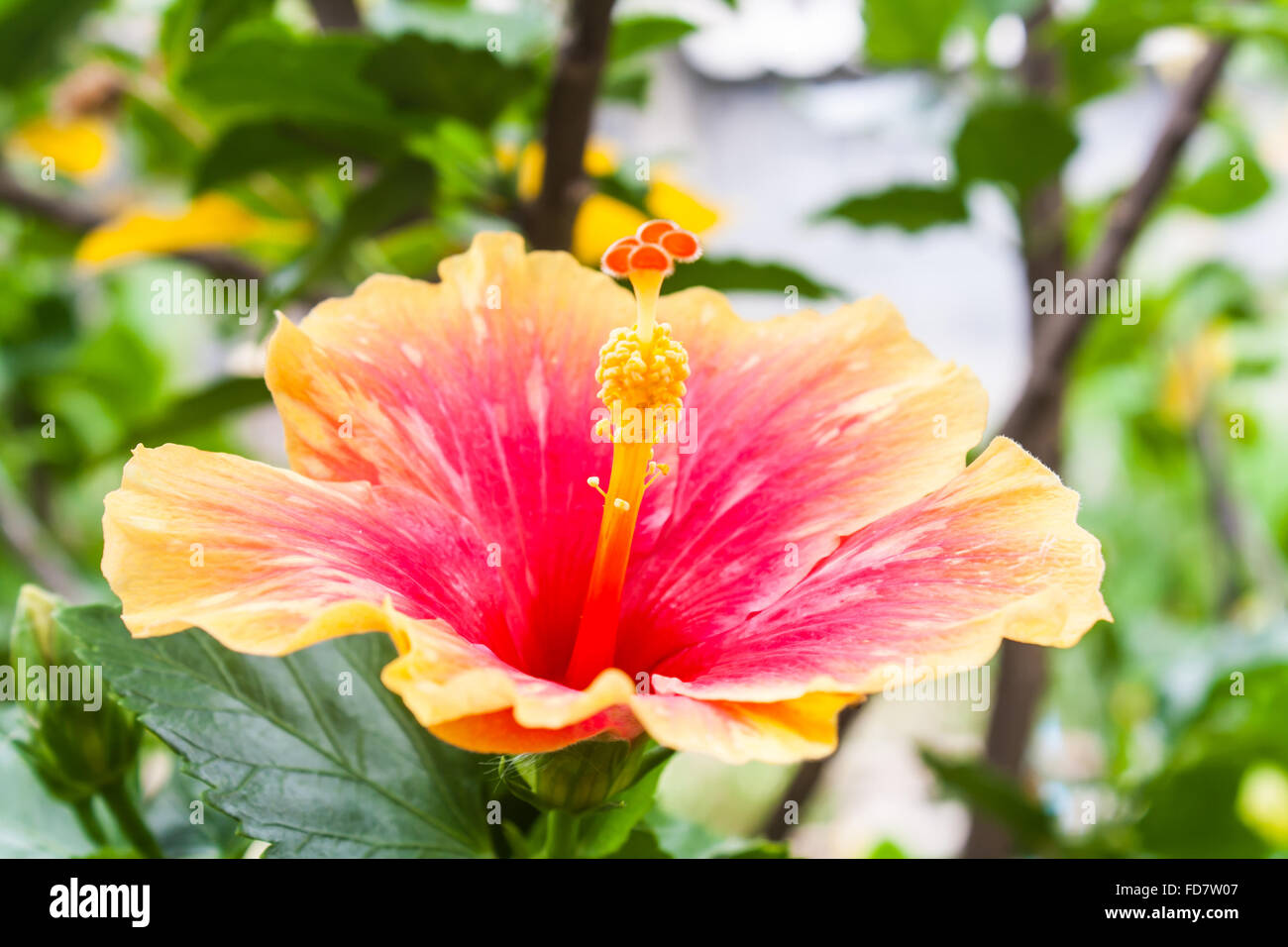 Beaux Hibiscus rosa Sinensis (Hibuscus sp.) dans un parc Banque D'Images