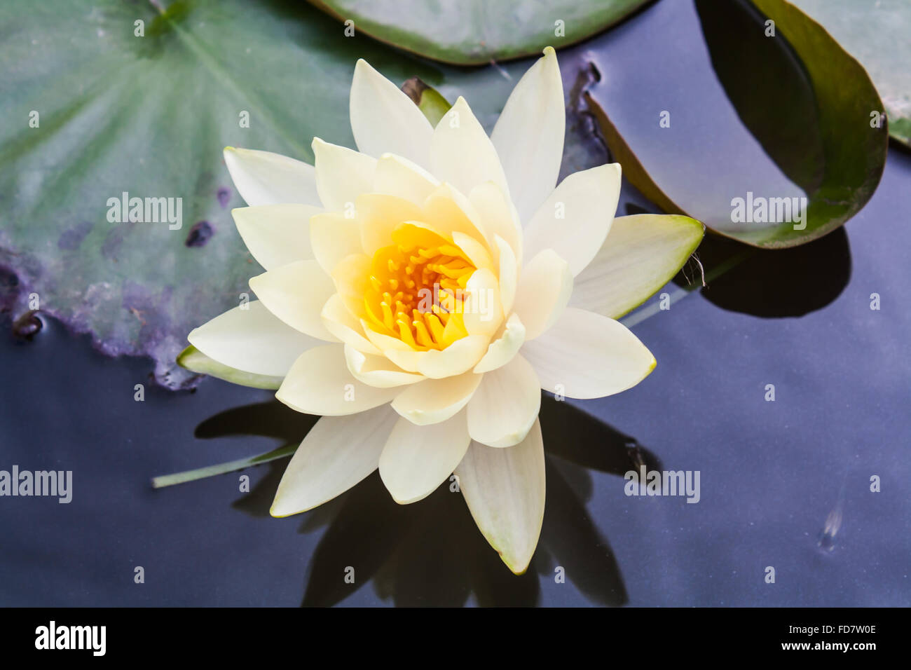 Beau jaune Fleur de Lotus (Nelumbo sp.) dans un étang Banque D'Images