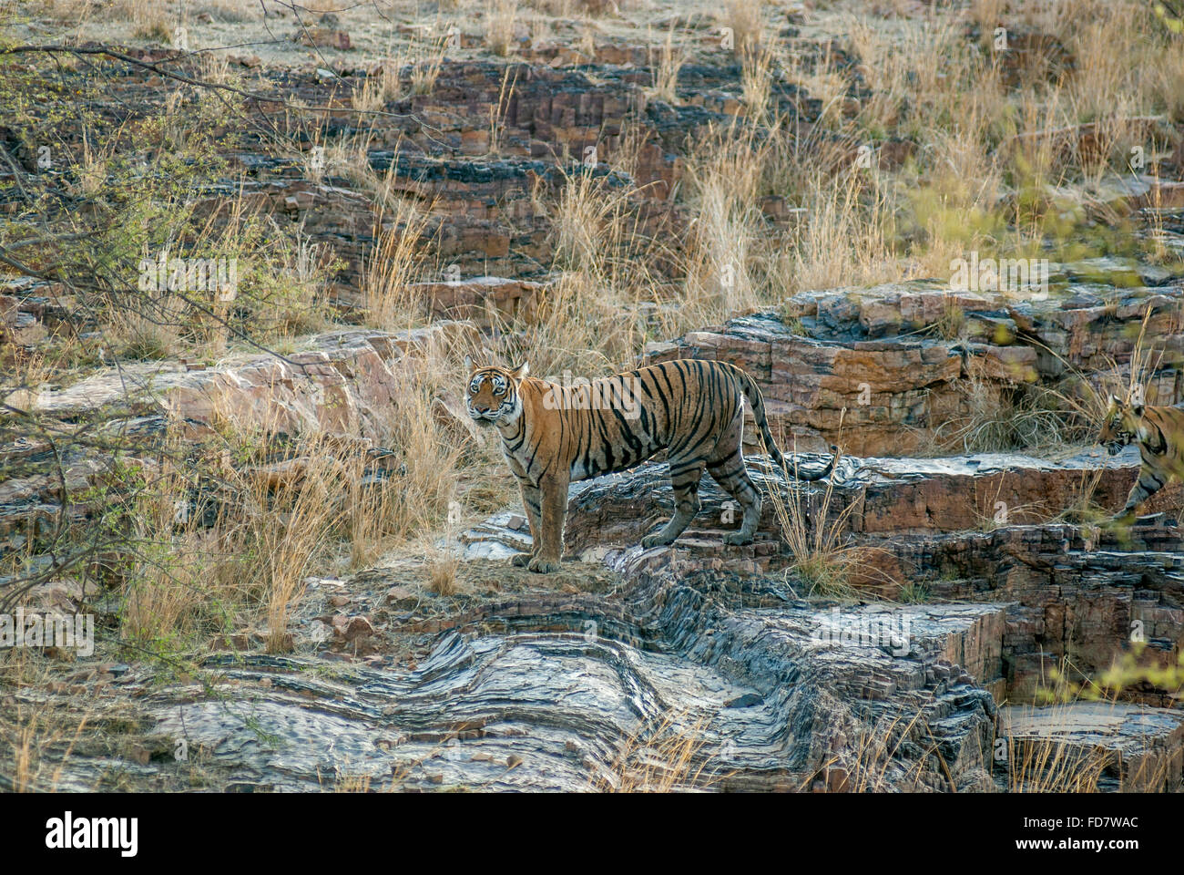 Tigresse du Bengale machali sur la colline à regarder la réserve de tigres de Ranthambore, en Inde. ( Panthera tigris ) Banque D'Images