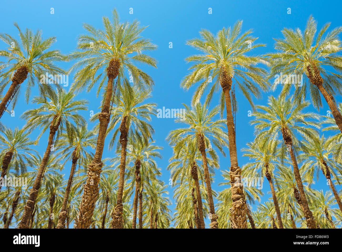 Un palm tree farm dans Imperial County, Californie Banque D'Images