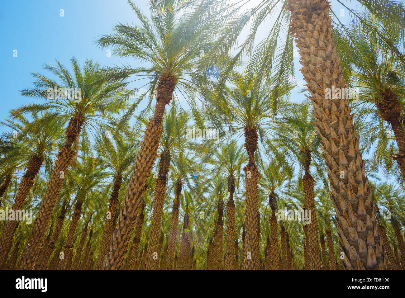 Un palm tree farm dans Imperial County, Californie Banque D'Images