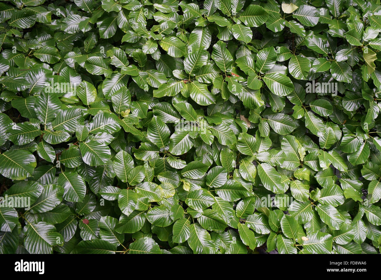 Couverture végétale bush brillant texture de la feuille. Banque D'Images