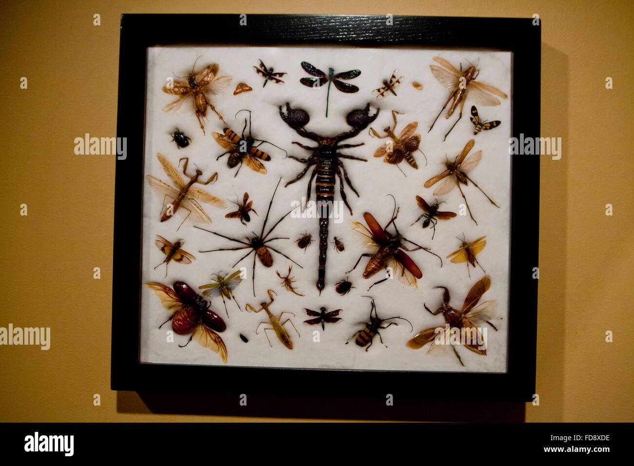 Collection d'insectes dans l'image Banque D'Images
