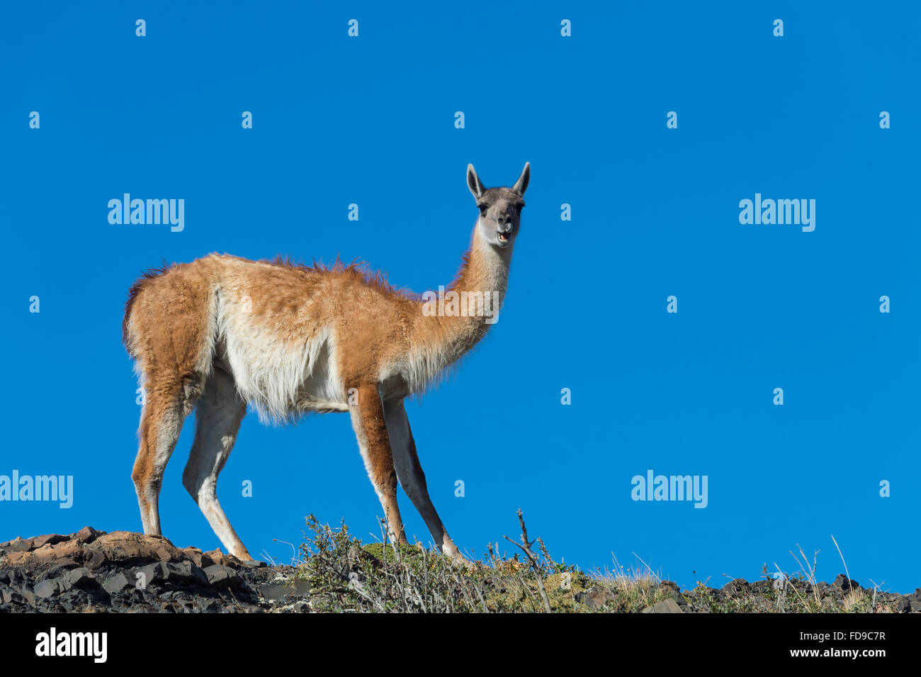 Guanaco (Lama guanicoe) sur une crête, le Parc National Torres del Paine, Patagonie chilienne, Chili Banque D'Images