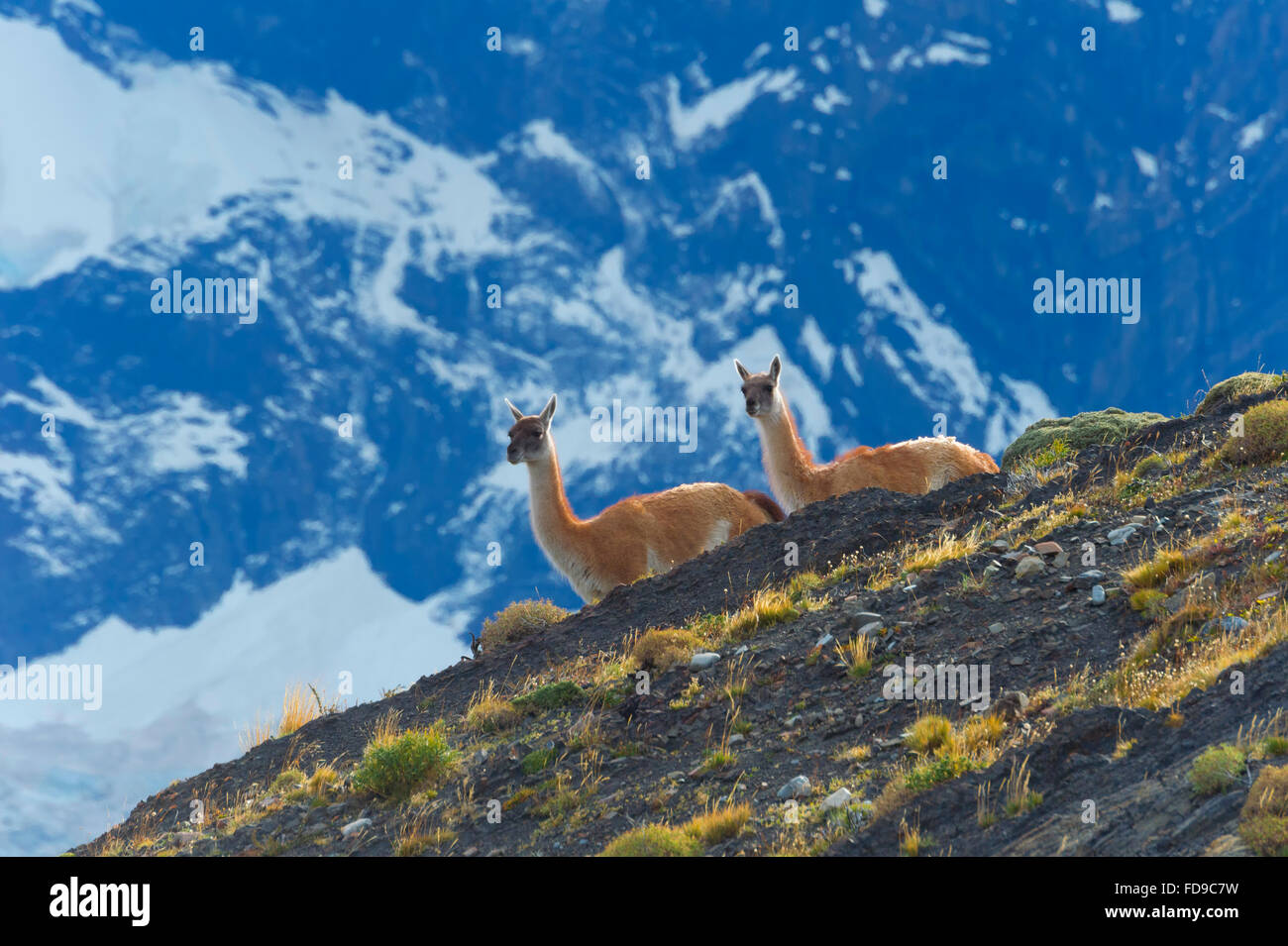 Guanacos (Lama guanicoe) sur une crête, le Parc National Torres del Paine, Patagonie chilienne, Chili Banque D'Images