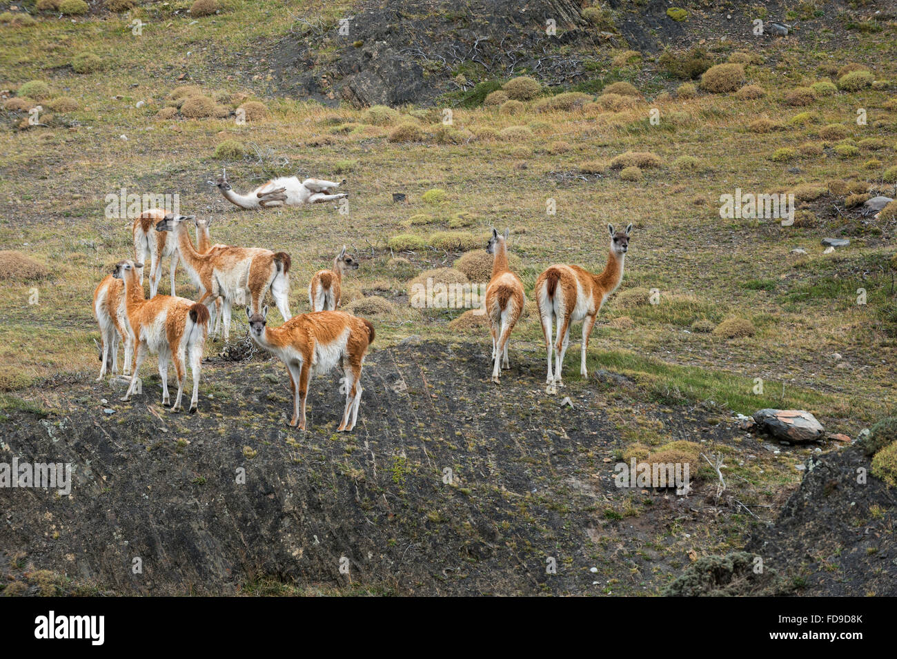 Groupe de guanacos (Lama guanicoe) dans la steppe, Parc National Torres del Paine, Patagonie chilienne, Chili Banque D'Images