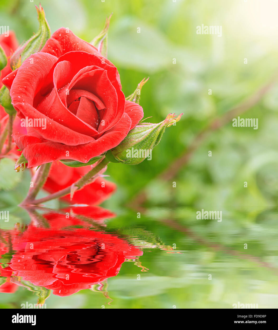 Rose rouge reflète dans l'eau après la pluie. Banque D'Images