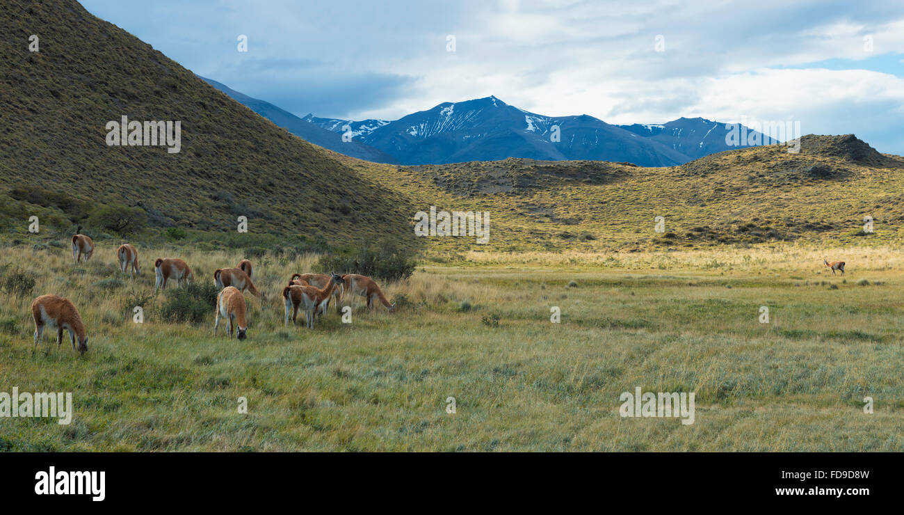 Groupe de guanacos (Lama guanicoe) dans la steppe, Parc National Torres del Paine, Patagonie chilienne, Chili Banque D'Images