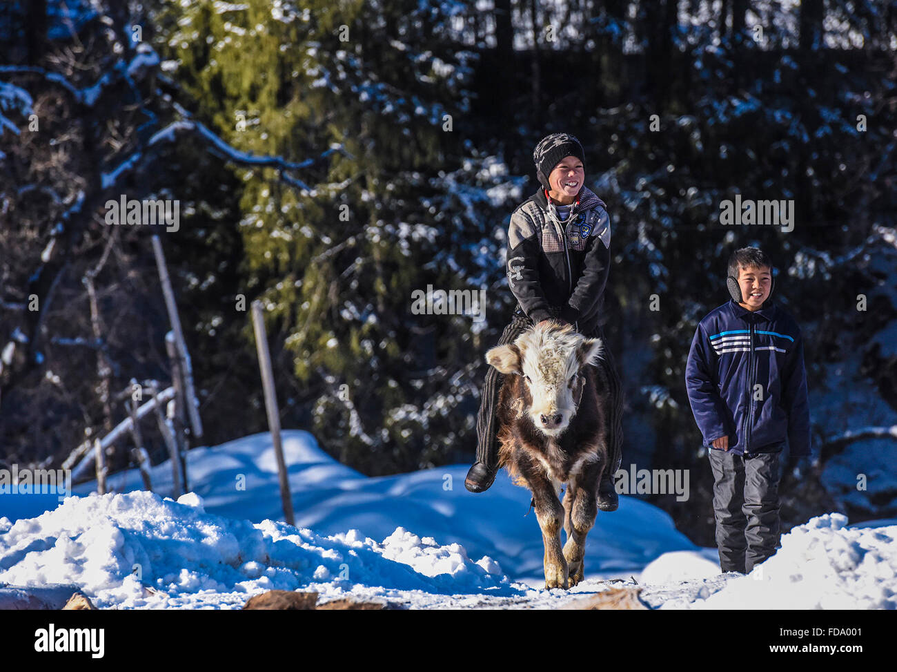 (160129) -- TEKES(XINJIANG), le 29 janvier 2016 (Xinhua) -- Les garçons jouent avec un veau dans un village des Monts Tianshan au dans le comté de Tekes, nord-ouest de la Chine, la Région autonome du Xinjiang Uygur, le 24 janvier 2016. Ehinic Kazak bergers des Monts Tianshan dans groupe vivent dans des maisons en bois pour se garder au chaud en hiver, ce qui est un trait typique de leur vie nomade traditionnel. (Xinhua/Shen Qiao) (TWA) Banque D'Images