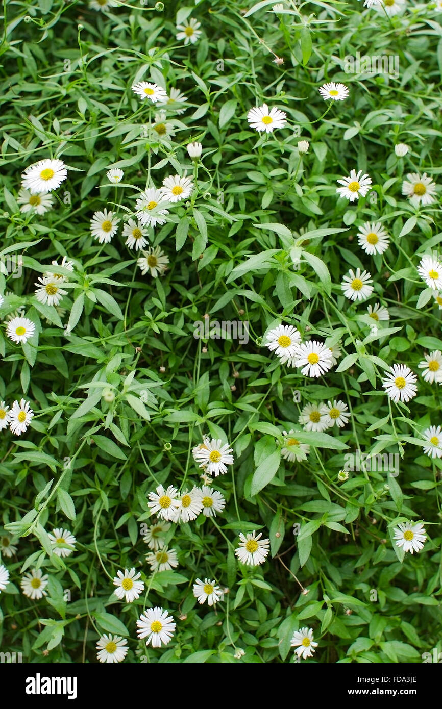 Fleurs daisy blanc sur fond vert de la végétation Banque D'Images