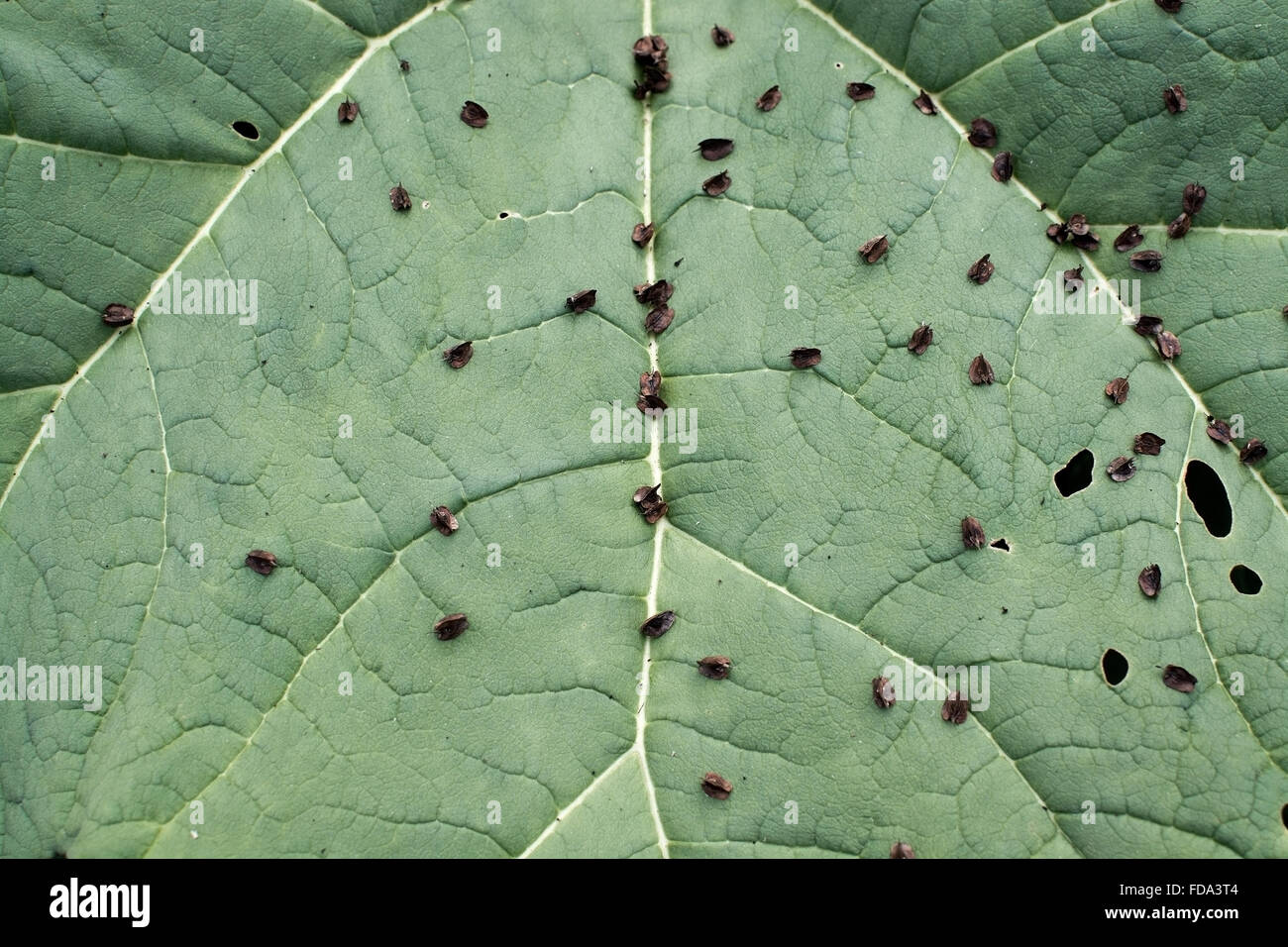 Feuille verte avec des graines brun foncé, la Suède en octobre. Banque D'Images