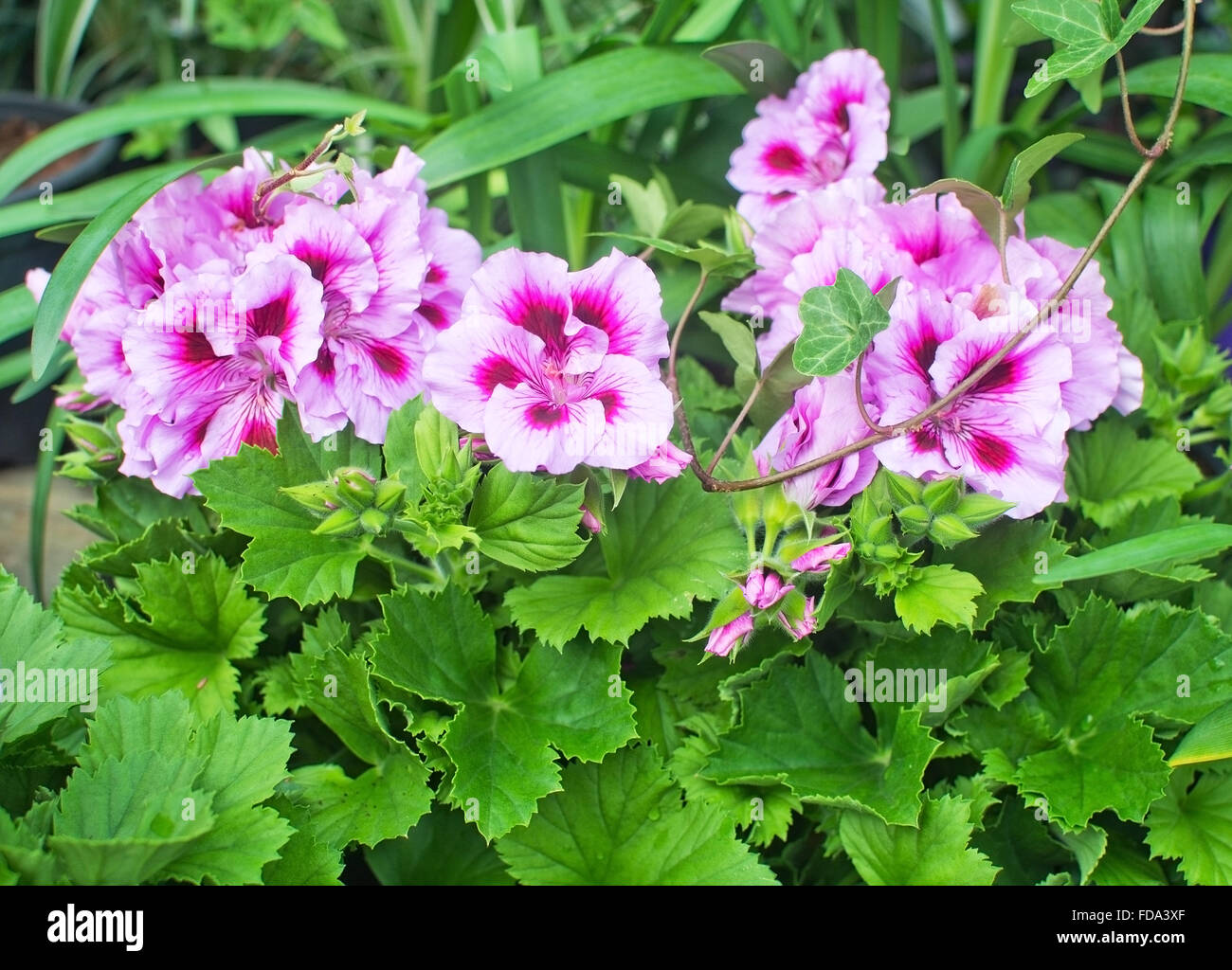 Géranium rose gros plan fleurs, bourgeons et feuilles de Pélargonium en mai jardin. Banque D'Images