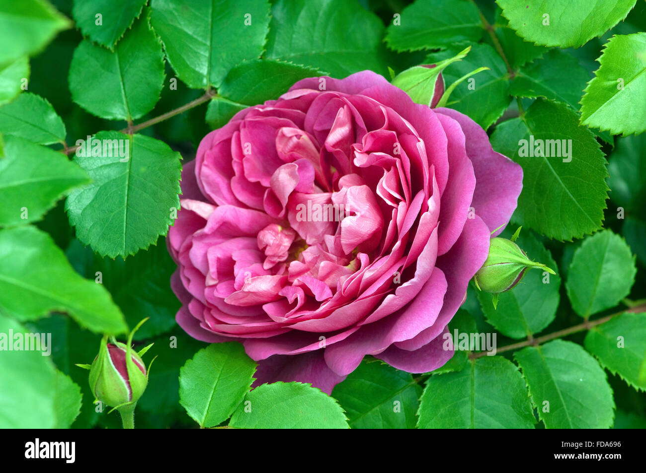 Englische Rose, Dame de Shalott Banque D'Images