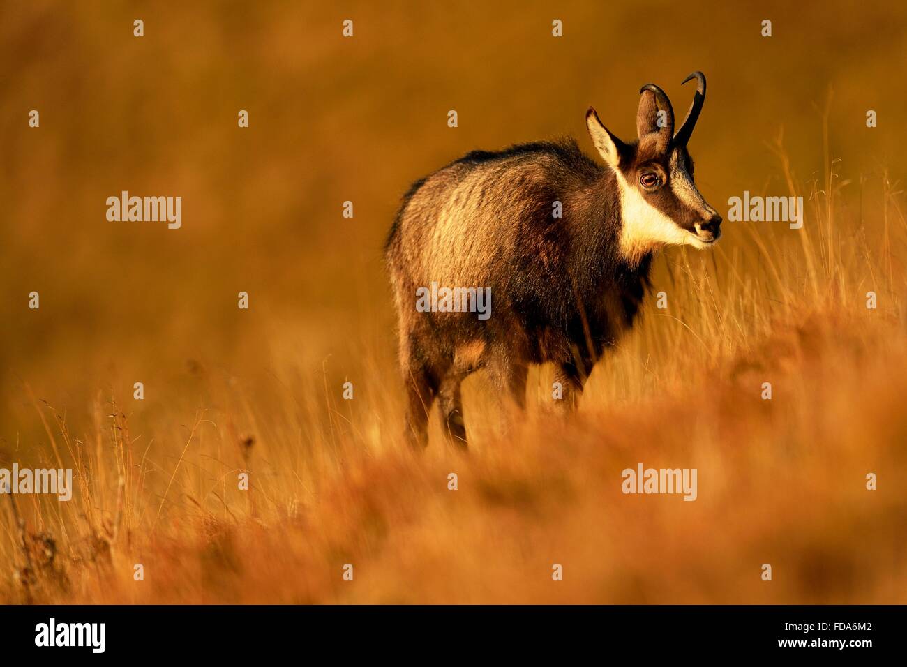 Chamois (Rupicapra rupicapra), buck debout dans l'herbe haute, manteau d'hiver, Vosges, Alsace, Lorraine, France Banque D'Images