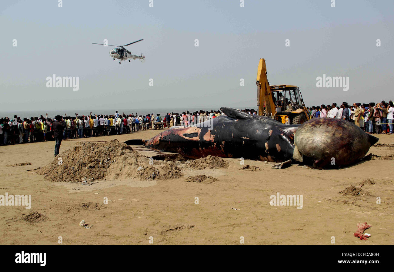 Mumbai, Inde. 29 janvier, 2016. A près de 40 pieds de long dead rorqual de Bryde est vue à Juhu Beach, l'une des destinations touristiques populaires de Mumbai, Inde, le 29 janvier 2016. La baleine, qui avait été mort pendant deux ou trois jours, a été emporté sur la rive le jeudi à minuit, a déclaré aux médias locaux. Credit : Stringer/Xinhua/Alamy Live News Banque D'Images