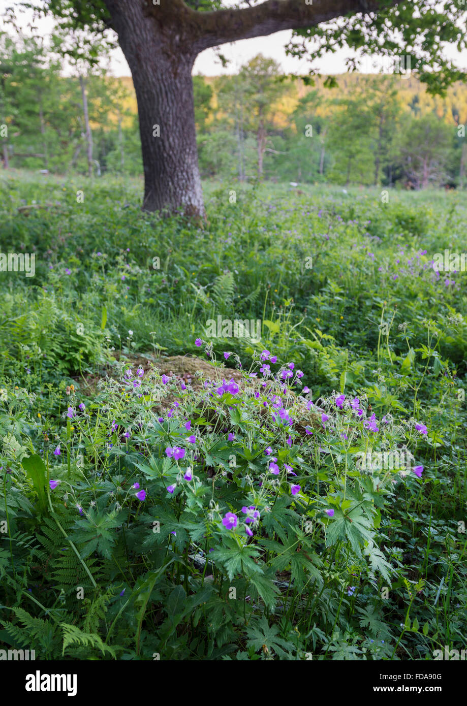 Crane's-bill en bois Banque D'Images