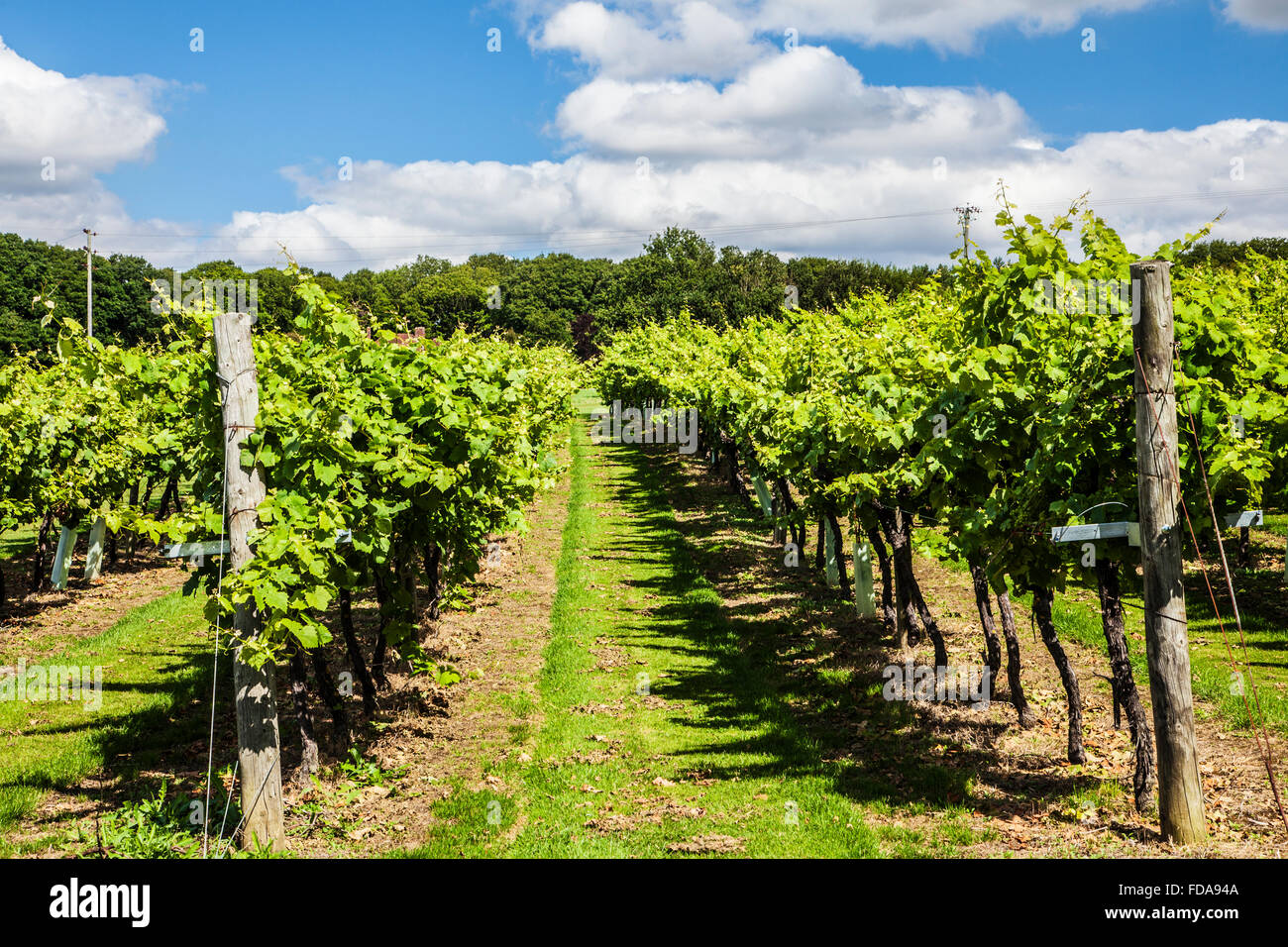 Vignobles Biddenden, dans le Kent. Banque D'Images