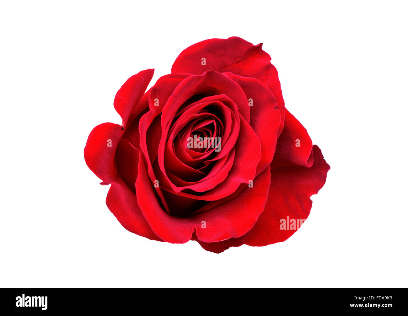 Rose rouge fleur close-up isolé sur fond blanc Banque D'Images