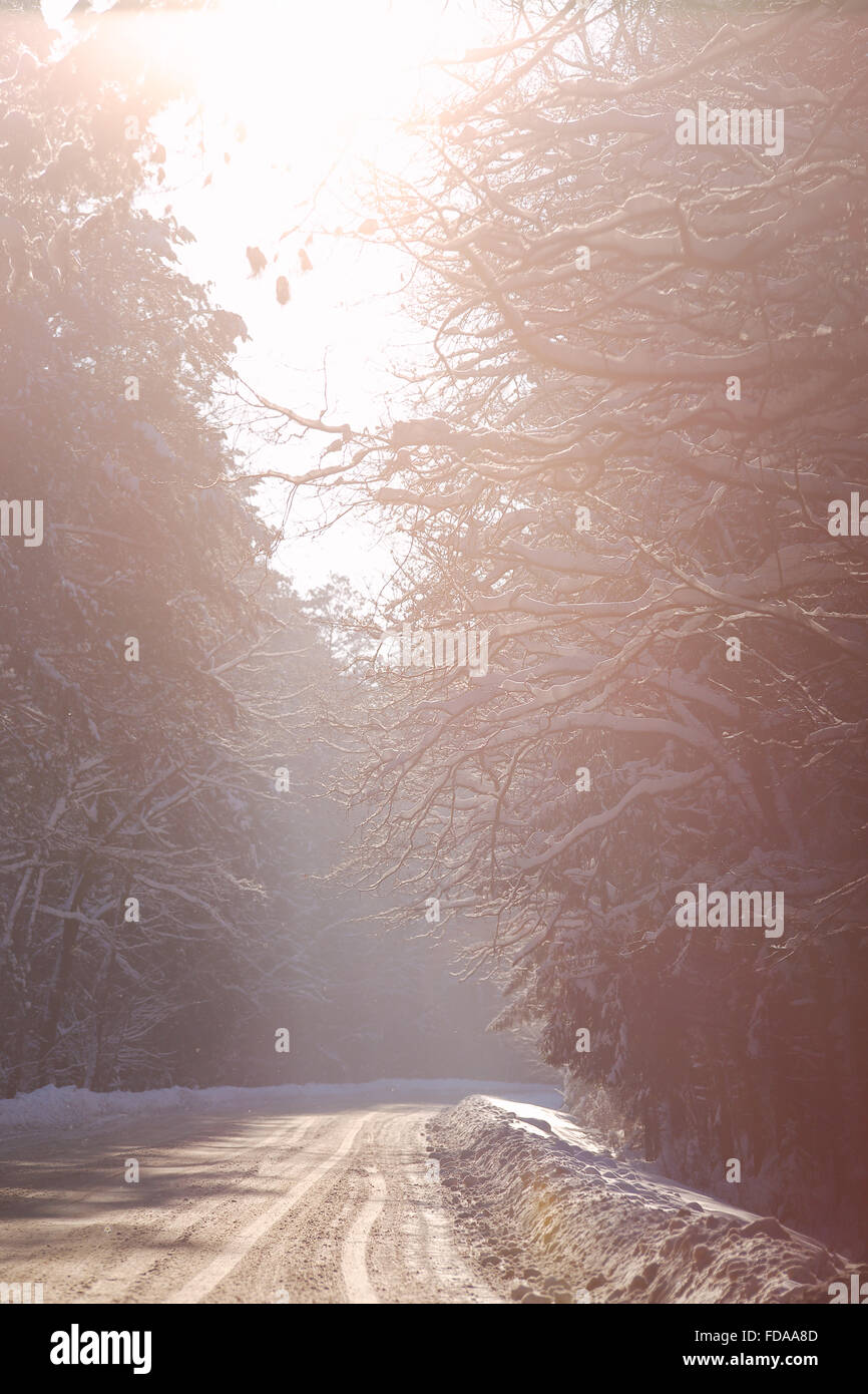 Route d'hiver enneigé, dans un bois. Forêt d'hiver en Biélorussie Banque D'Images