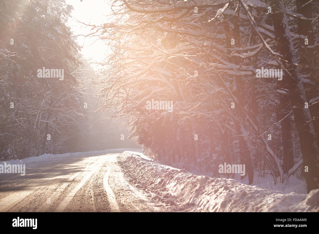 Route d'hiver enneigé, dans un bois. Forêt d'hiver en Biélorussie Banque D'Images