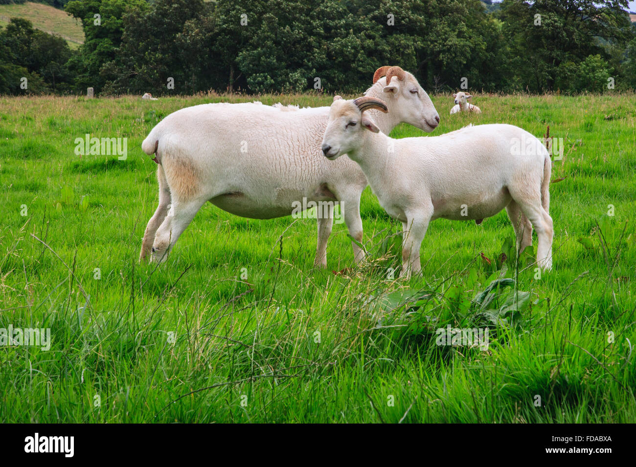 Ferme de moutons champ vert hogget tête d'agneau cornes uk Banque D'Images
