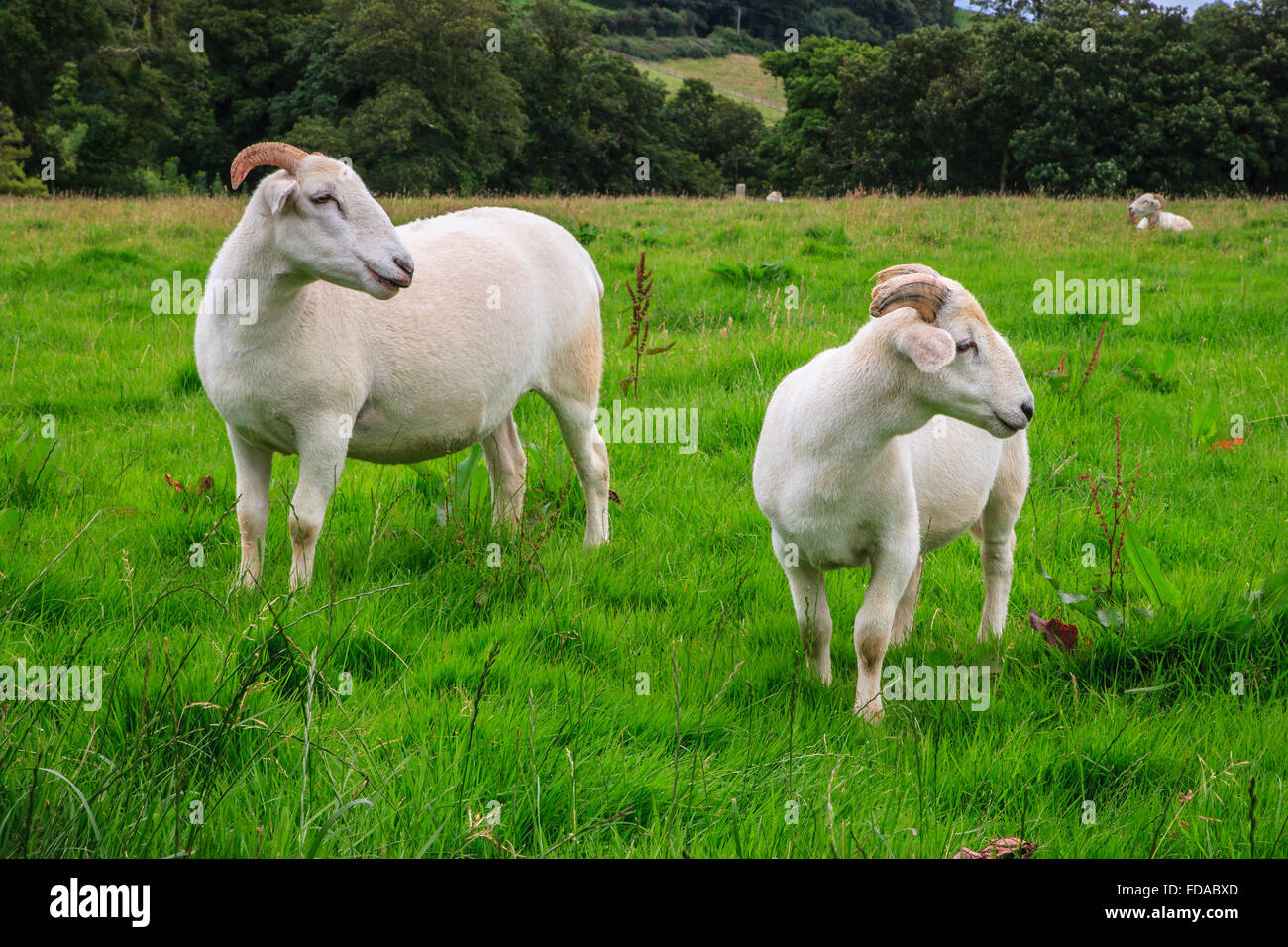 Ferme de moutons champ vert hogget tête d'agneau cornes uk Banque D'Images