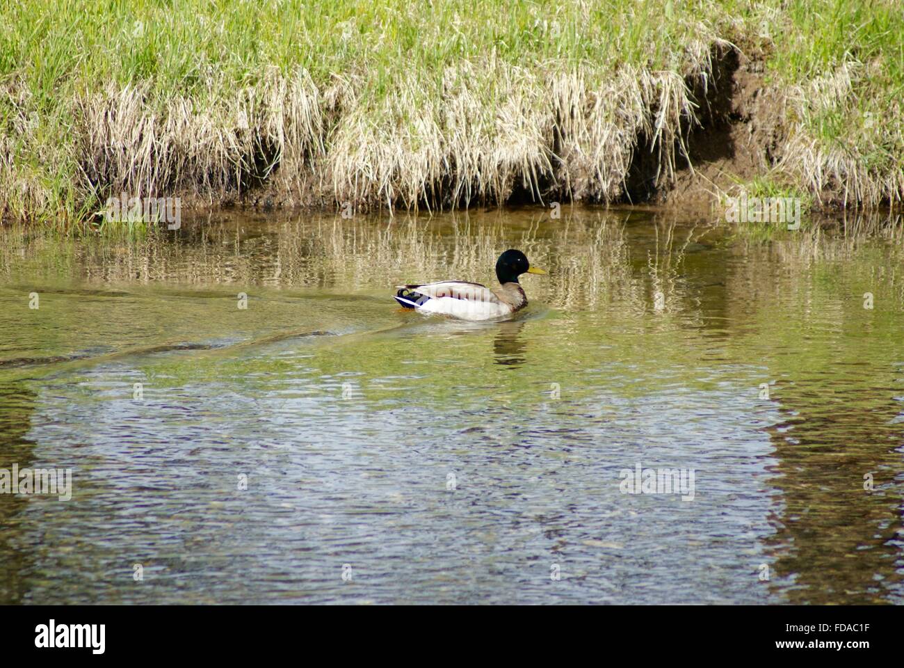 Un canard colvert mâle baignade en rivière dans le Parc National de Yellowstone, Montana. Banque D'Images