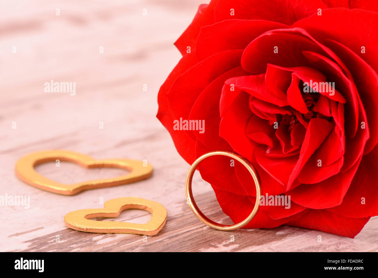 Rose rouge dans l'amour de saint valentin, anniversaire et fête des mères Banque D'Images