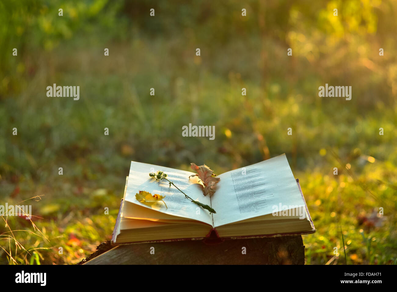 Livre de poésie en plein air avec des feuilles tombées et fleur sur elle Banque D'Images