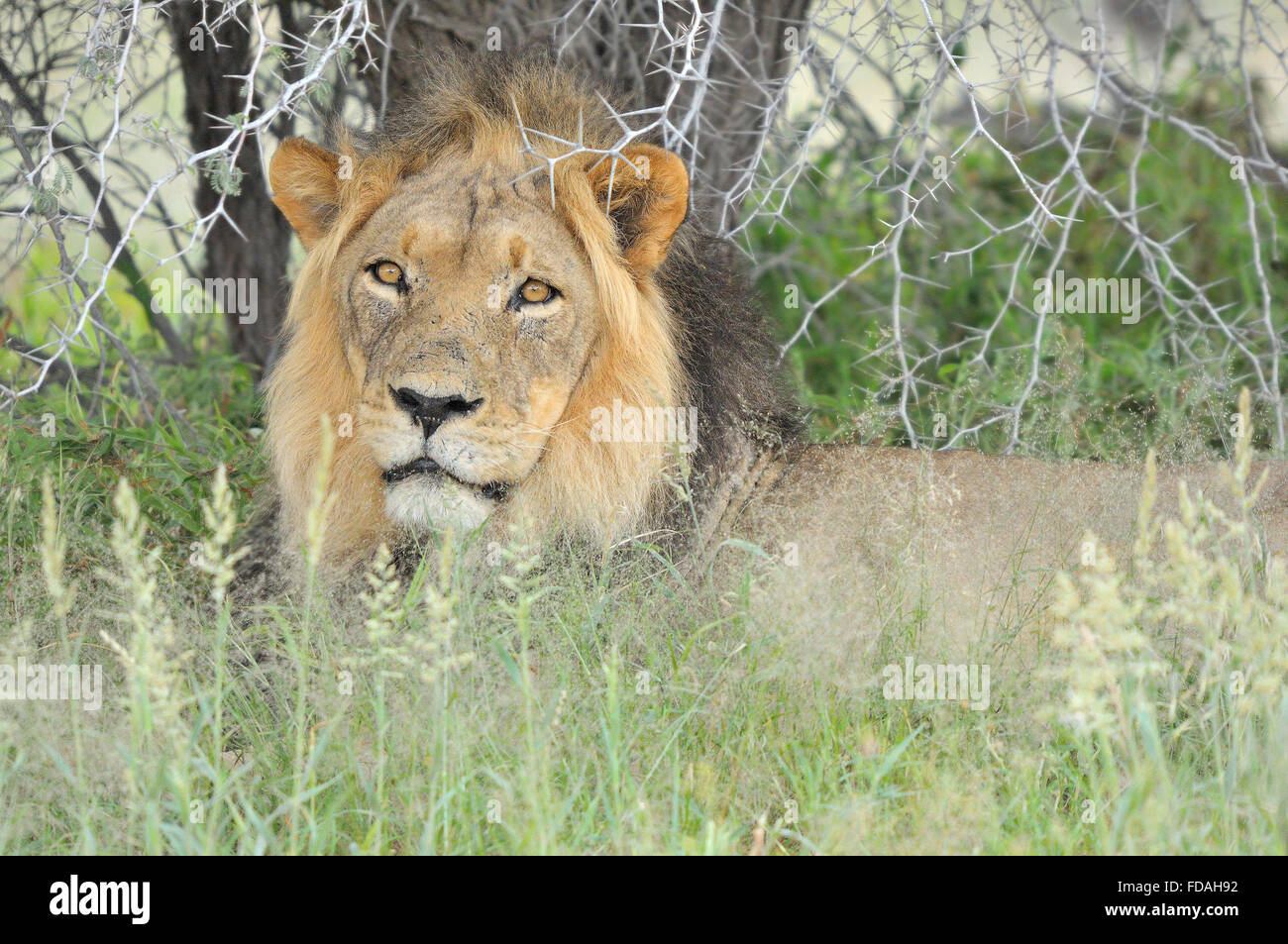 Lion mâle dans le parc transfrontalier de Kgalagadi. Banque D'Images