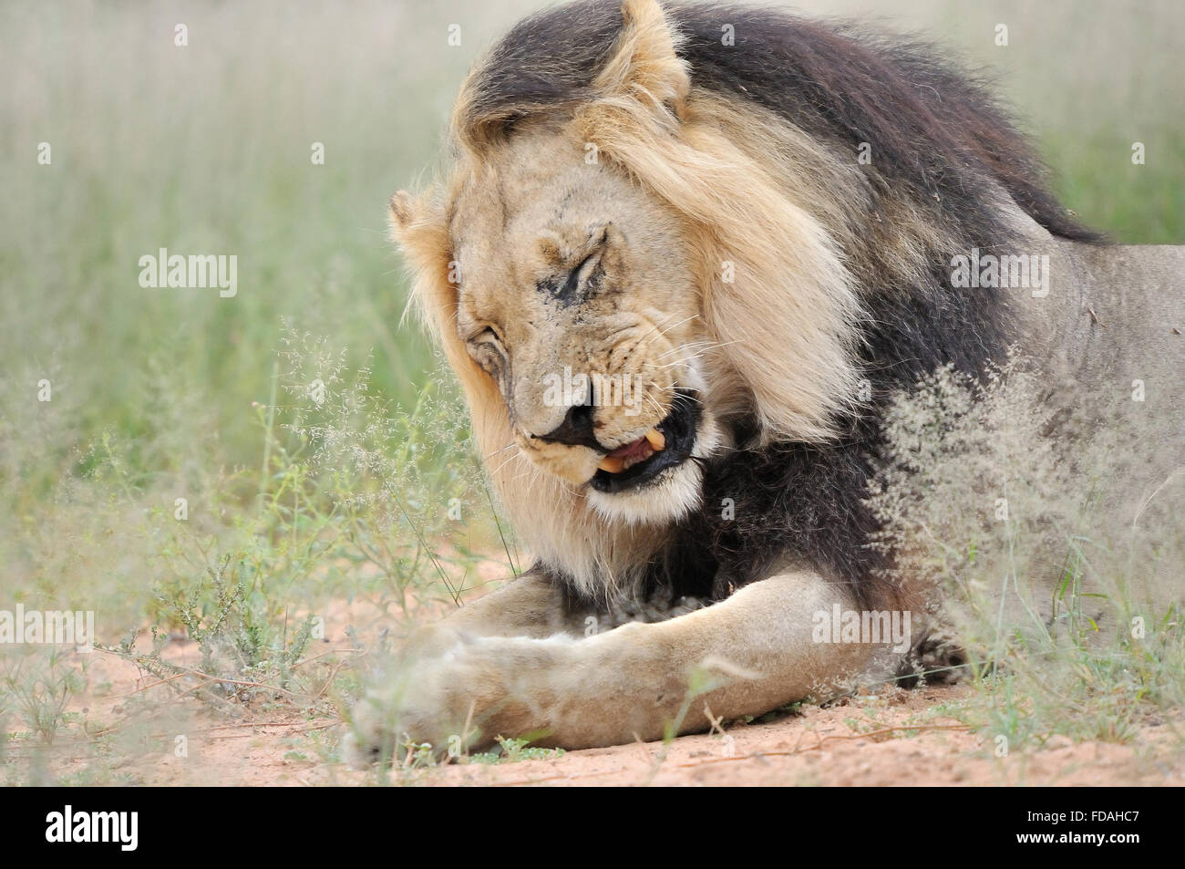 Lion mâle dans le parc transfrontalier de Kgalagadi. Banque D'Images