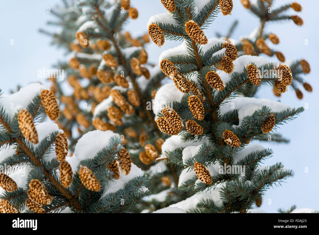 Branches d'épinette bleue avec les cônes en hiver Banque D'Images