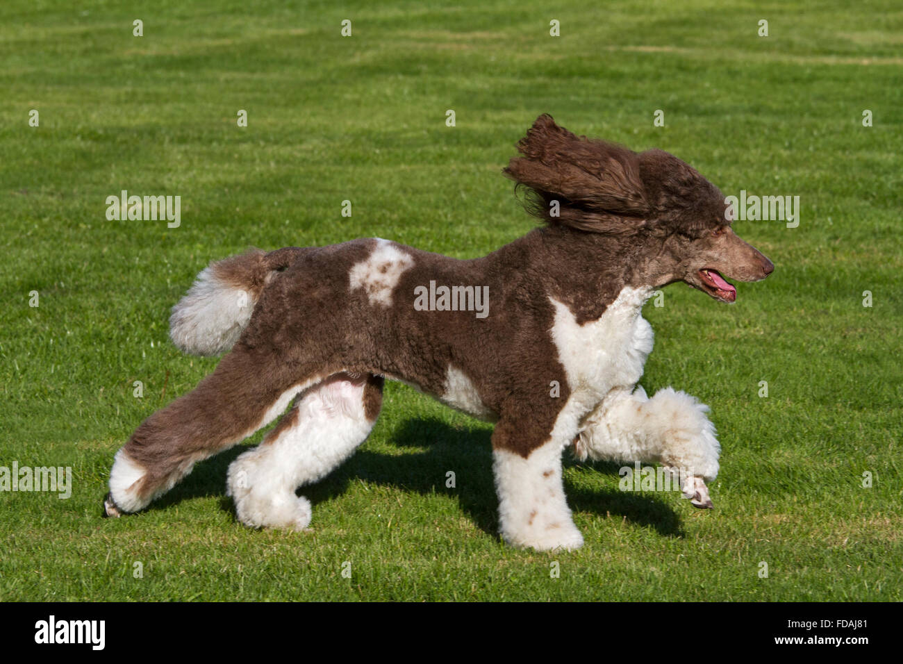 Caniche arlequin (Canis lupus familiaris) s'exécutant dans jardin Banque D'Images