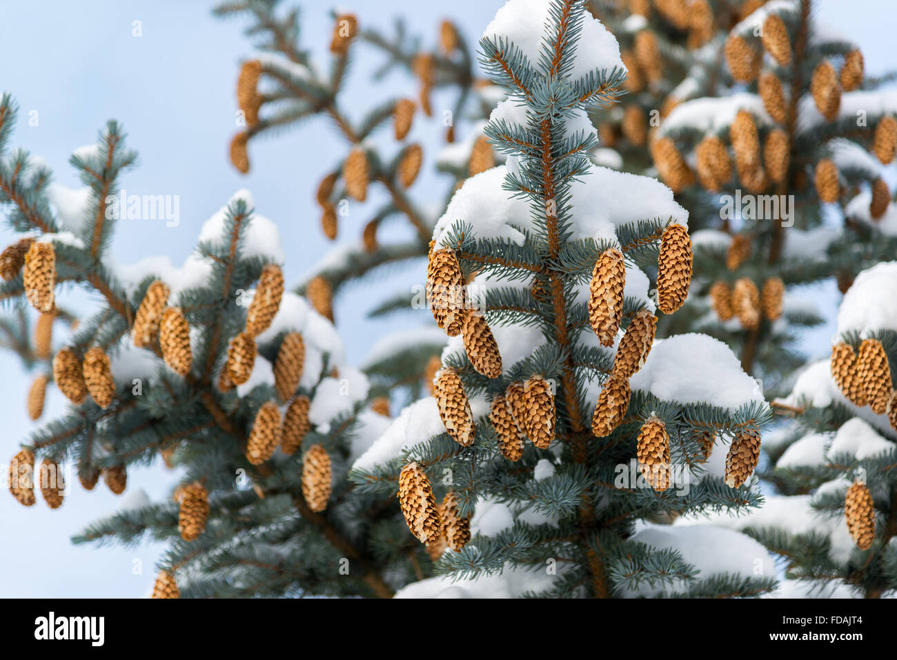 Branches d'épinette bleue avec les cônes en hiver Banque D'Images
